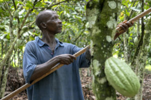 Dawn of the Living Income Differential’s potential major impact on West African cocoa farming