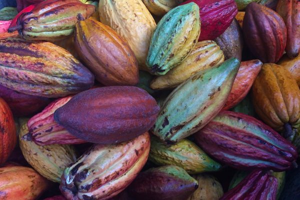Improving cacao farming techniques set to offer major sector breakthrough