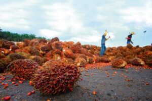 Industry faces key global pressures from Indonesia’s concerning palm oil export ban